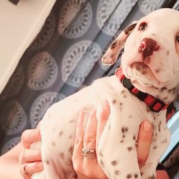 Boy 11 - Dalmatian puppy in Westfield, Massachusetts from Adopt A Spot New England