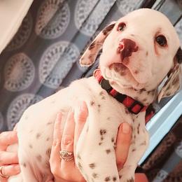 Boy 11 - Dalmatian puppy in Westfield, Massachusetts from Adopt A Spot New England