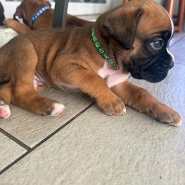 Green Collar - Fawn male Boxer puppy in Merritt Island, Florida from Nate & Julia’s Boxers
