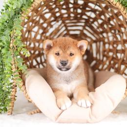 Natsumi - Red male Shiba Inu puppy in Neosho, Missouri from Sunny Terrace Shibas