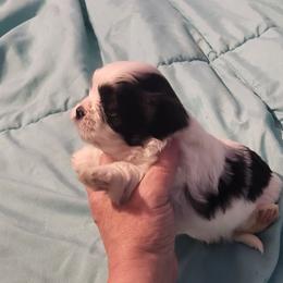 Spot - Black and white male Shih Tzu puppy in Newport, Arkansas from Gina's Lil Zues and Yorkies Kennel