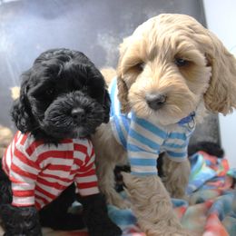 Australian Labradoodle Puppies from EllsWORTH Labradoodles LLC