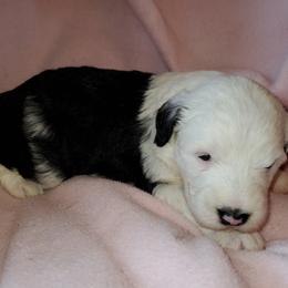 Bud - Black and white male Sheepadoodle puppy in Bellevue, Iowa from Fluffy Wonders Poms and Doodles