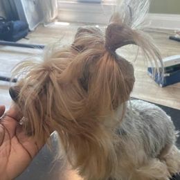 Mia - Yorkshire Terrier