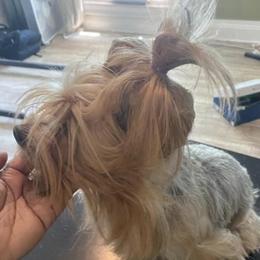 Mia - Yorkshire Terrier