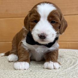 K-Orange Boy - Red  male Goldendoodle puppy in Lewisville, Texas from Texas Goldendoodle Lovers
