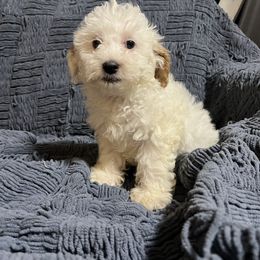 Preston - White male Cavapoo puppy in Chino, California from Coopers Lane Puppies