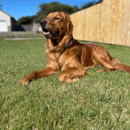 Koa - Golden Retriever