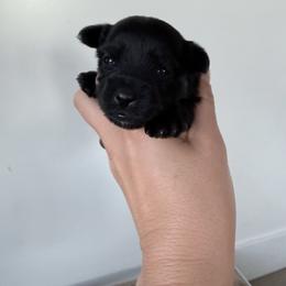 Jett - Black and tan male Yorkshire Terrier puppy in Elk Ridge, Utah from Janita's Yorkshire Terriers