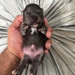 Boy 2 - Blue male Chihuahua puppy in Davenport, Florida from Clan Cordovathone