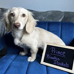 Prince - Dachshund
