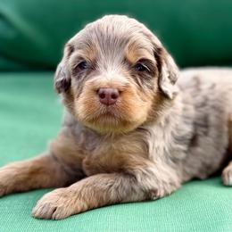 Tan collar boy - Chocolate merle male Bernedoodle puppy in Colorado Springs, Colorado from Mercy Mountain Bernedoodles