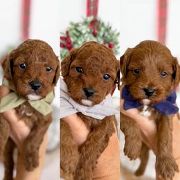 Male Pick 3 - Red male Cavapoo puppy in Melbourne, Florida from Space Coast Doodle Co.