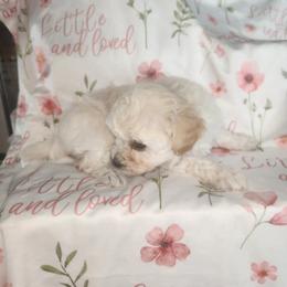 Sandy - Cream female Chihuahua puppy in Attleboro, Massachusetts from Treasured Hearts Chihuahuas and toy poodle Toy/mini poodles