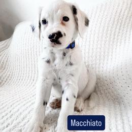 Macchiato - LUA long coat - White and black male Dalmatian puppy in Davenport, Florida from Sunny Jewels Dalmatians