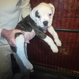 Boomer - White and brindle male American Bulldog puppy in La Porte, Indiana from Slayton's American Bulldogs