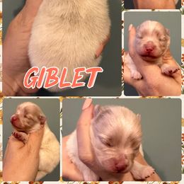 Giblet-lavender parti Merle - Lavender male Pomeranian puppy in Orange Grove, Texas from Davis Poms