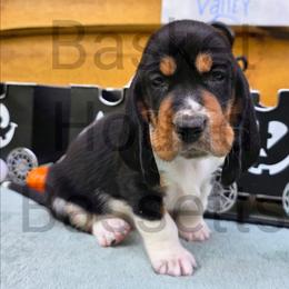 Valley (black collar) - Black brown and white male Basset Hound puppy in Big Rapids, Michigan from Basket Hound Bassets
