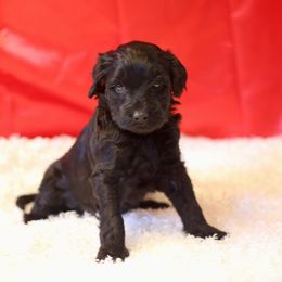 Aussiedoodle Puppies from Aspen River Doodles