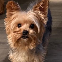 Honey Bear - Blue and gold female Yorkshire Terrier puppy in Orlando, Florida from Everyonelovesyorkies