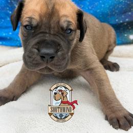 Pops - Fawn male Great Dane puppy in White City, Kansas from Southwind Great Danes