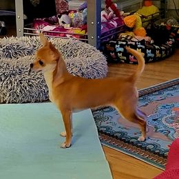 Red - Chihuahua