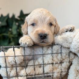 Wave - Cream male Goldendoodle puppy in Wyandotte, Oklahoma from Goldendoodles of NE OK