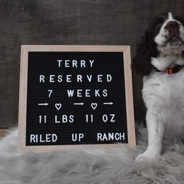 English Springer Spaniel Puppies from Riled Up Ranch Springer Spaniel Puppies