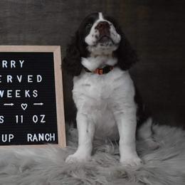 English Springer Spaniel Puppies from Riled Up Ranch Springer Spaniel Puppies