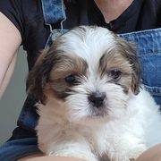 Boy 3 - Brindle and white male Mal-Shi puppy in Mundelein, Illinois from FurEver Friends Designer Breeds