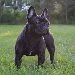 Porky - French Bulldog
