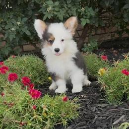 Pie - Black and tan male Pembroke Welsh Corgi puppy in Decatur, Texas from Bar S Corgis