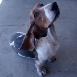 Dr. Pepper - Basset Hound