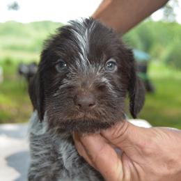 Bronn - Liver and white male German Wirehaired Pointer puppy in Kentucky from Triple Springs Farm