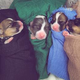 German Shepherd and Pembroke Welsh Corgi Puppies from J&R Shepherds & Corgis