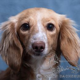 Primrose - Dachshund