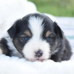 Last Call - Black tri male Toy Australian Shepherd puppy in Chickasha, Oklahoma from Rustic Lace