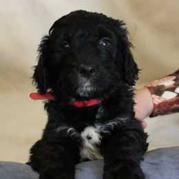 Aussiedoodles from NC Aussiedoodles