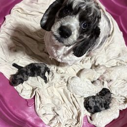 Cockapoo puppies from Puppie Poos 4 U