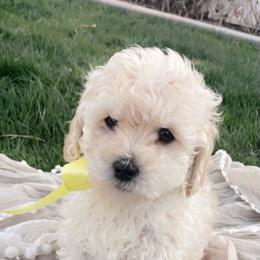 Goldendoodle, Maltipoo, and Poodle Puppies from Winchester Hills Poodles and Doodles