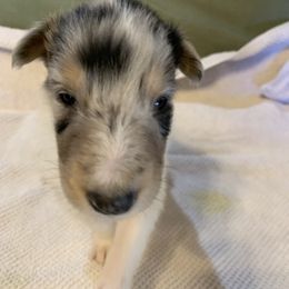 Collie Puppies from ColliesOklahoma