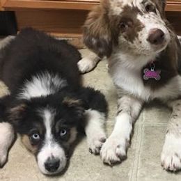 Australian Shepherds from Meraki Australian Shepherds