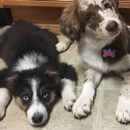 Australian Shepherds from Meraki Australian Shepherds