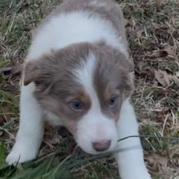 Border Collie Puppies from Collie Wood Hills