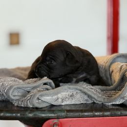 Oakley - Black male Great Dane puppy in Reno, Nevada from Good Dog Danes