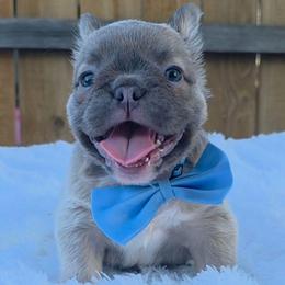 Clyde - Fawn and white male French Bulldog puppy in Dallas, Texas from Blue Bully Allstars