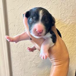 Girl 3 - Black and white female Bernedoodle puppy in Marlow, Oklahoma from Crider’s Critters