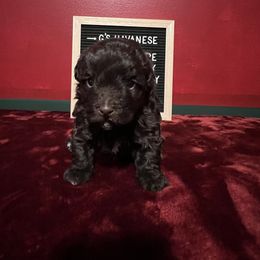 Hope - Chocolate female Havanese puppy in Kansas City, Missouri from G's Havanese
