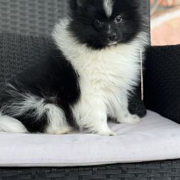 Matcha - Black parti male Pomeranian puppy in California from Savvypomeranians