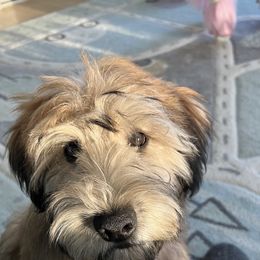 Boofa - Wheaten Soft Coated Wheaten Terrier puppy in Chilmark, Massachusetts from Waterviewwheaties.com